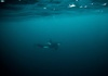 Orca-Junges befreit sich nach Wochen aus Lagune an Kanadas Westkste